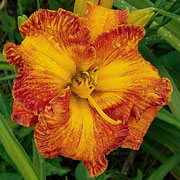 They Call Me The Streak Daylily
